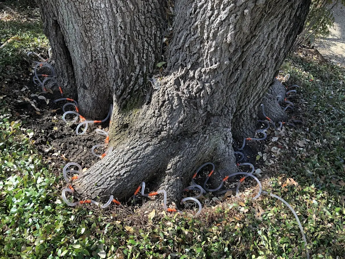Detailed Tree Cabling and Bracing job site in Winnsboro